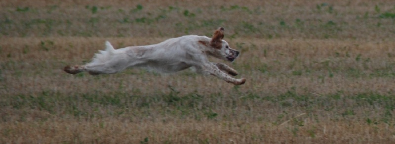 Ermine de kerdero