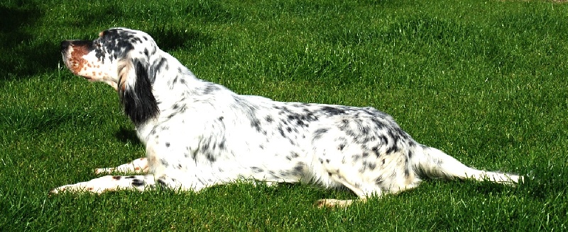 TR. Belle (Sans Affixe)