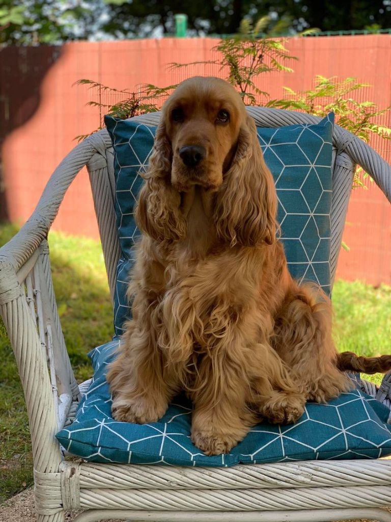 Princess pépite d'or de kerdero