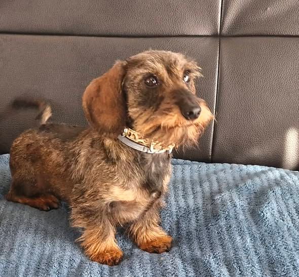 Voice irresistible de ker ki douar