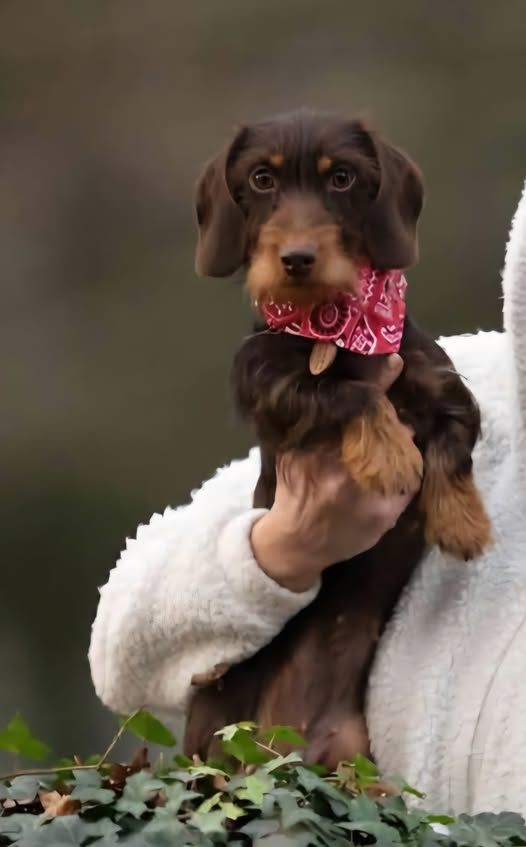 Dax Leonesse Unique chocolate cookie