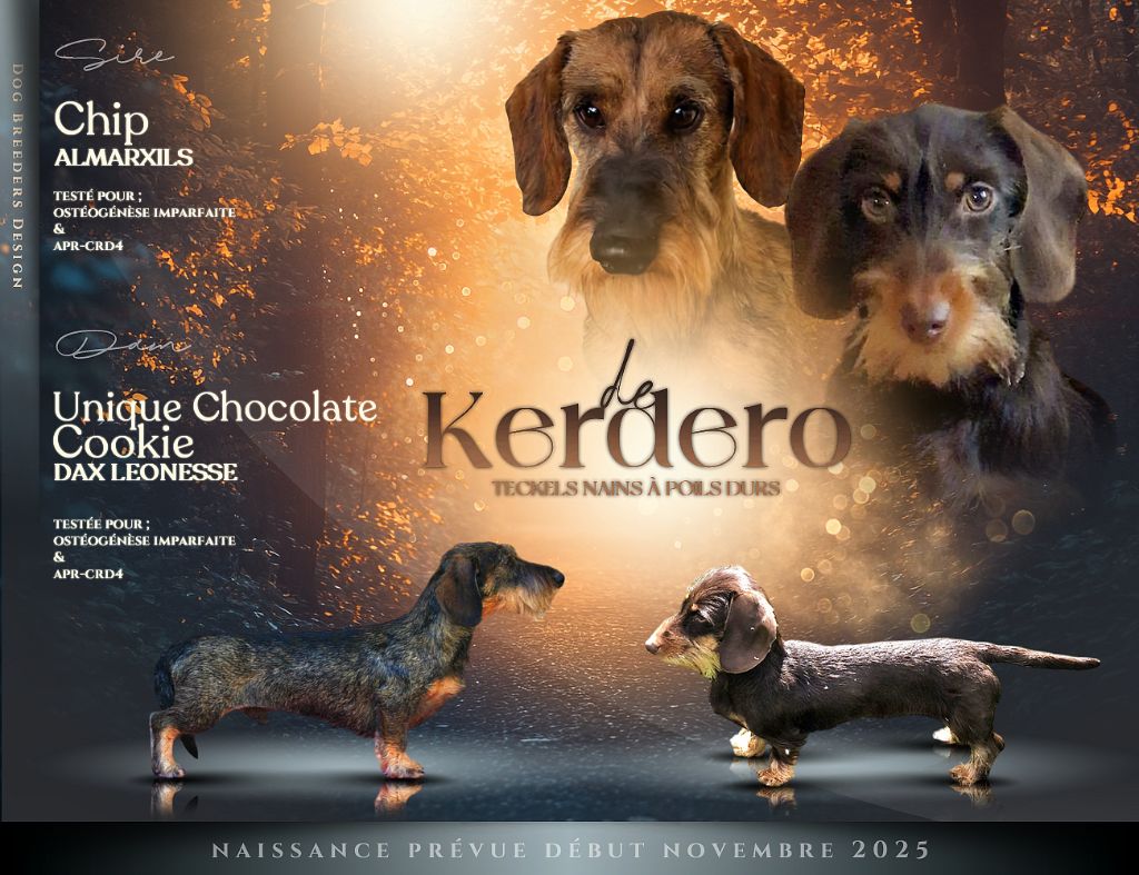Les premiers Teckels DE KERDERO Pour début Novembre 2025
