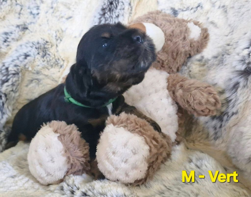 de kerdero - Chiots disponibles - Cocker Spaniel Anglais