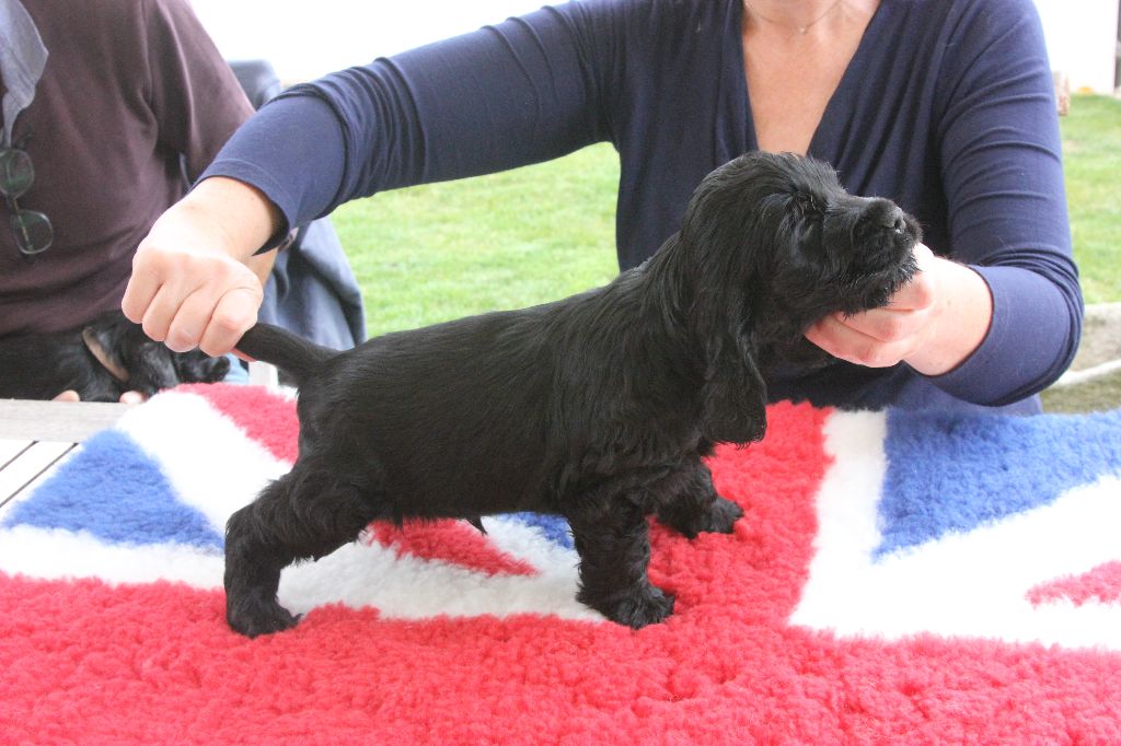 de kerdero - Cocker Spaniel Anglais - Portée née le 16/06/2019