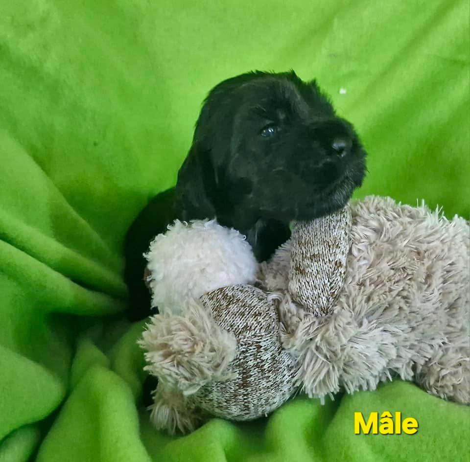 de kerdero - Chiots disponibles - Cocker Spaniel Anglais