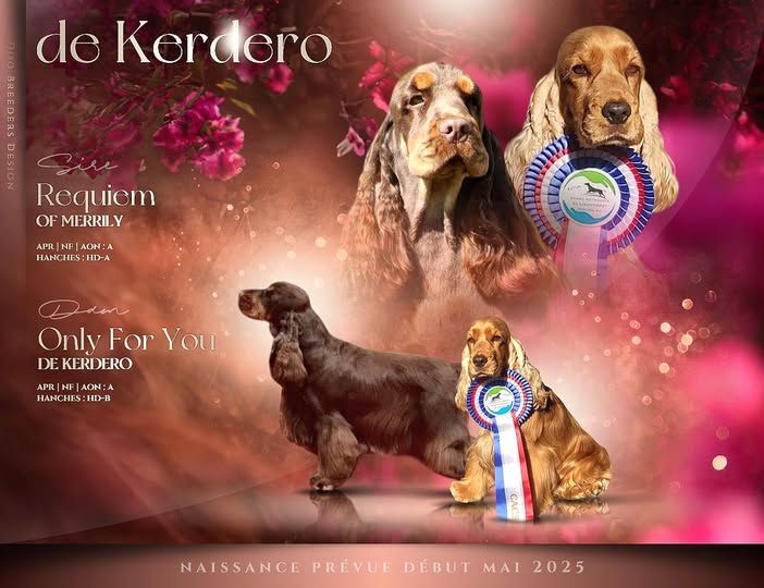 de kerdero - Chiots disponibles - Cocker Spaniel Anglais