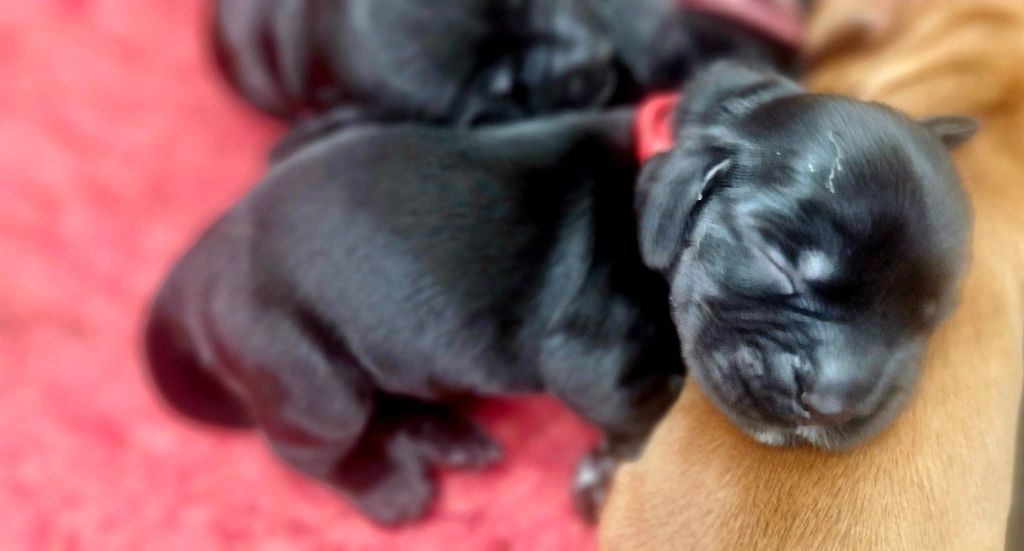de kerdero - Chiots disponibles - Cocker Spaniel Anglais
