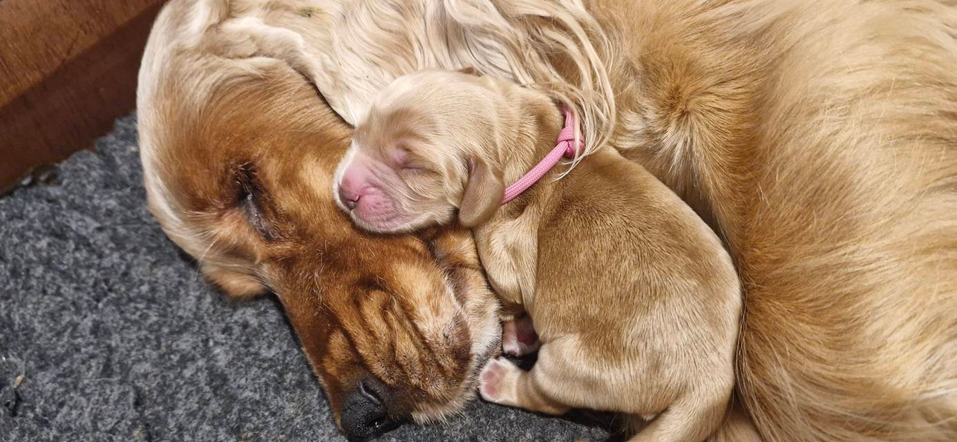 de kerdero - Chiots disponibles - Cocker Spaniel Anglais