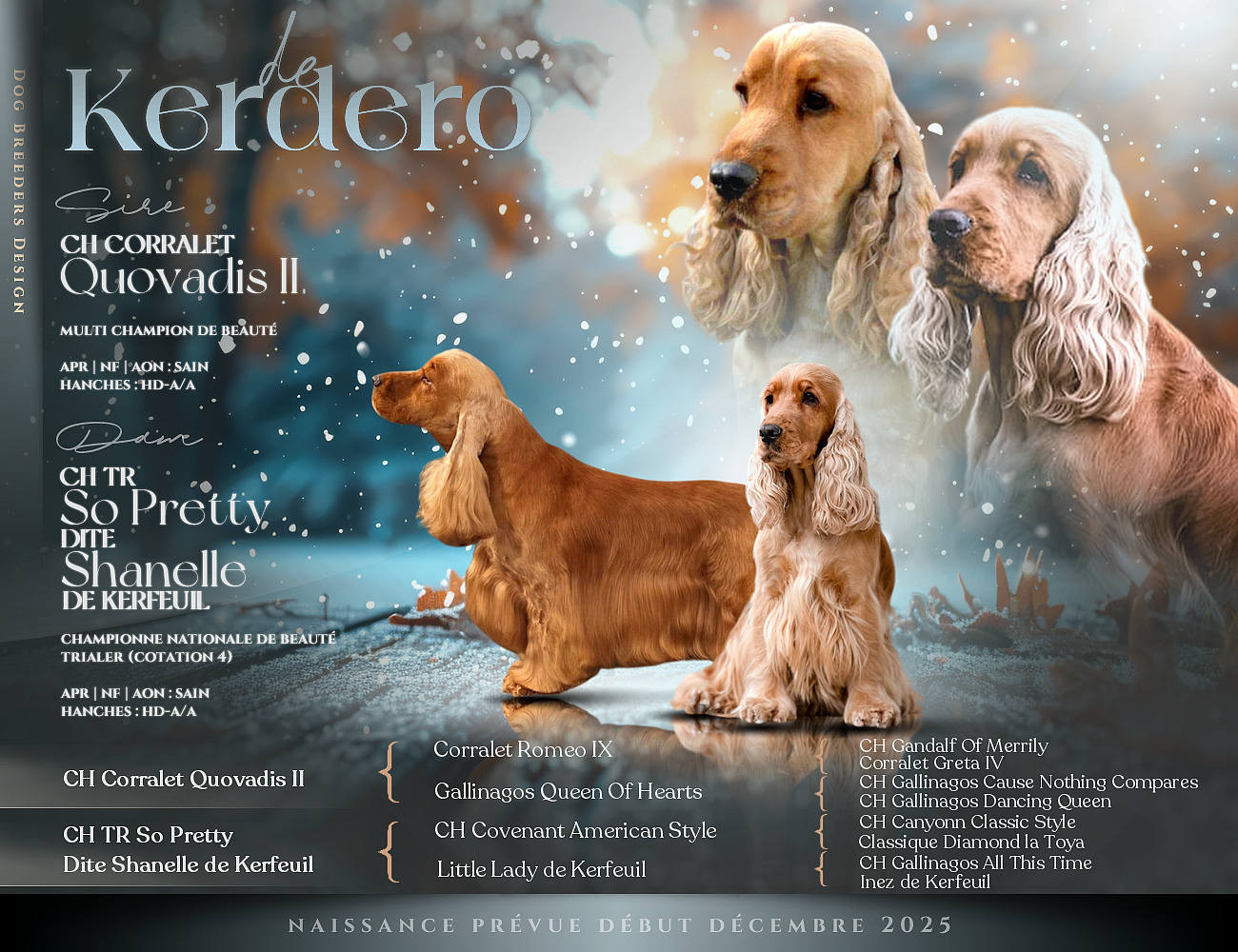 de kerdero - Chiots disponibles - Cocker Spaniel Anglais