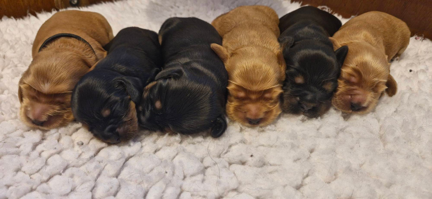 de kerdero - Chiots disponibles - Cocker Spaniel Anglais