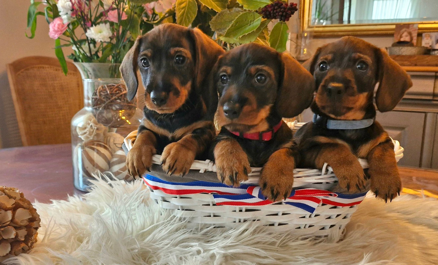 de kerdero - Teckel poil dur - Portée née le 07/01/2026