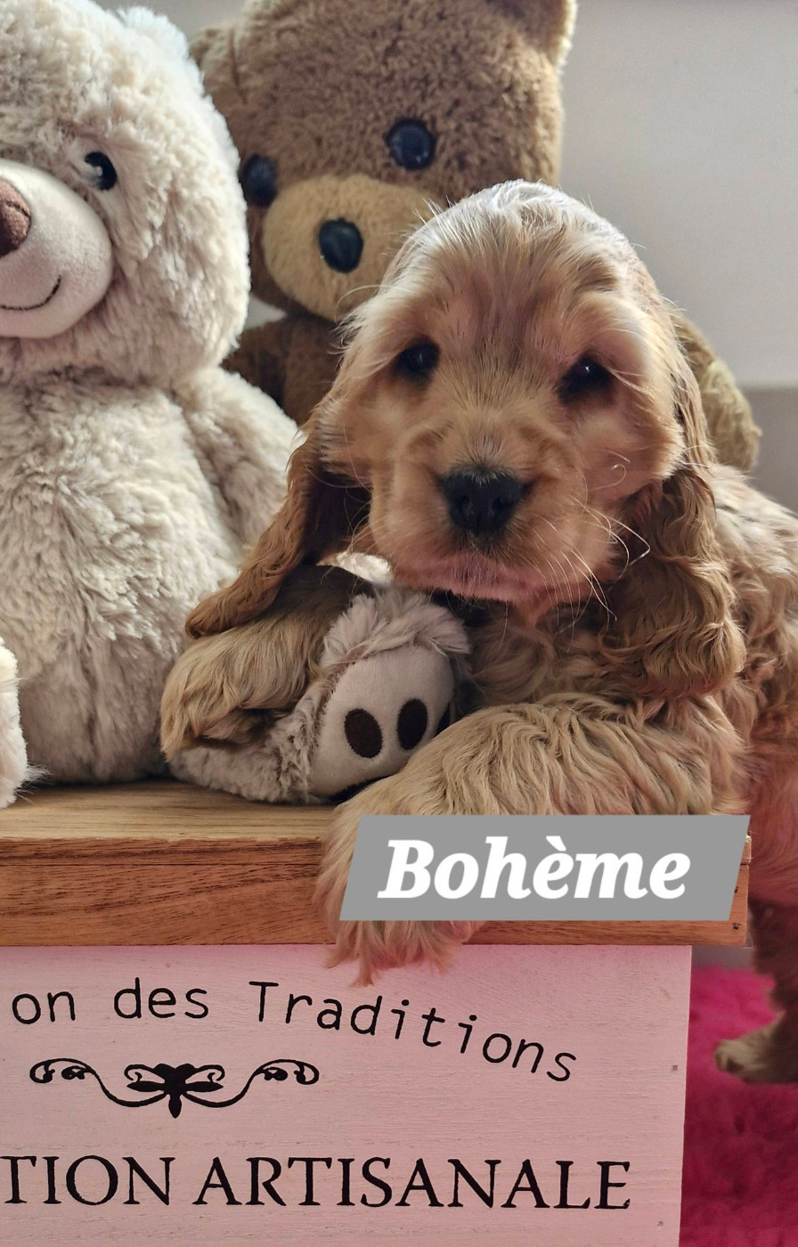 de kerdero - Cocker Spaniel Anglais - Portée née le 25/01/2026
