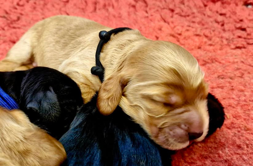 de kerdero - Chiots disponibles - Cocker Spaniel Anglais