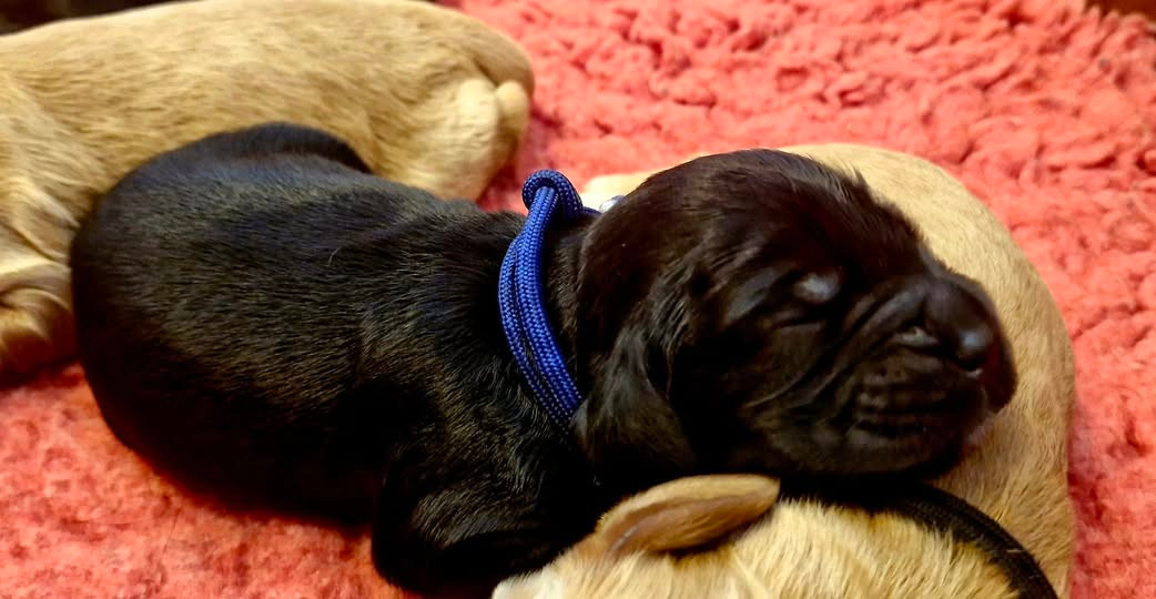 de kerdero - Chiots disponibles - Cocker Spaniel Anglais