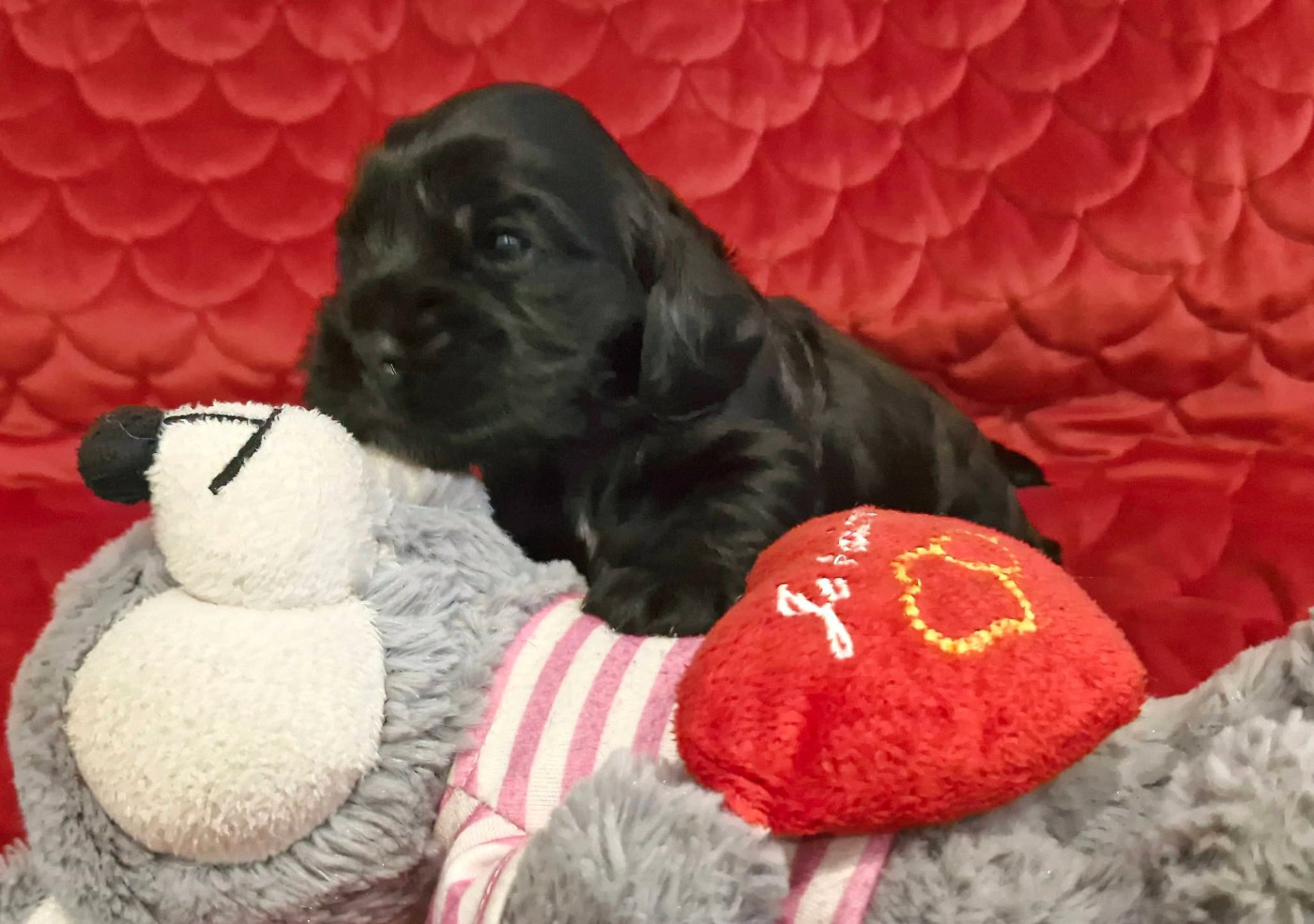 de kerdero - Chiots disponibles - Cocker Spaniel Anglais
