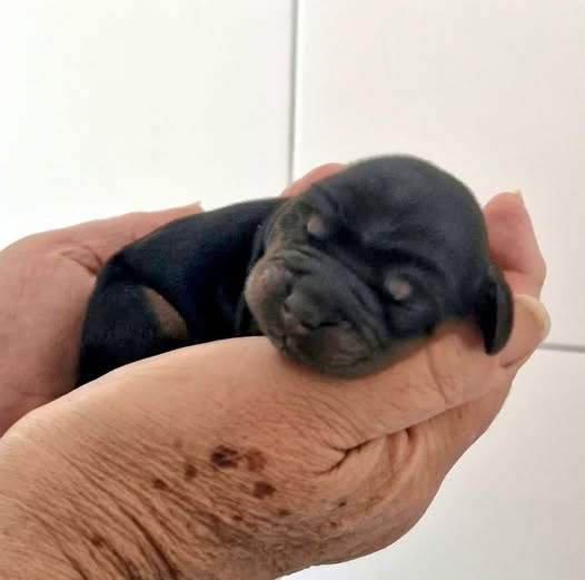 de kerdero - Chiots disponibles - Cocker Spaniel Anglais