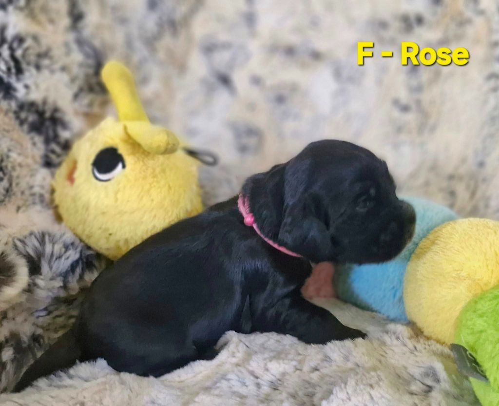 de kerdero - Chiots disponibles - Cocker Spaniel Anglais
