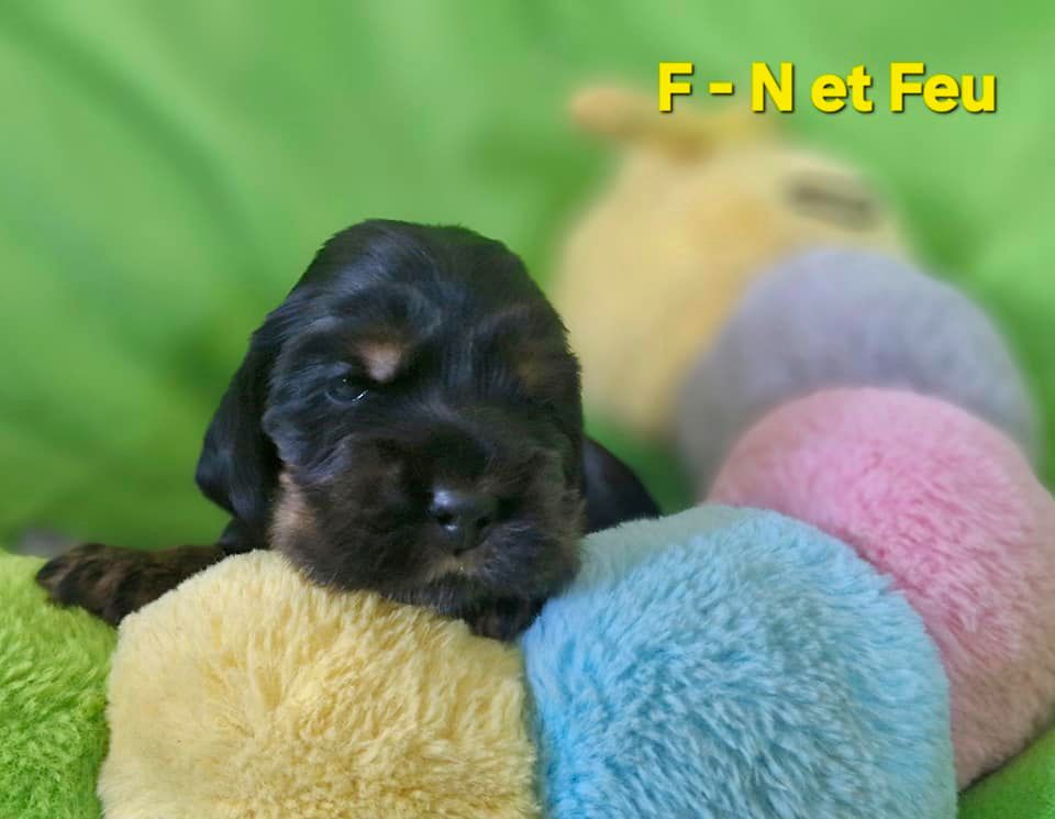 de kerdero - Chiots disponibles - Cocker Spaniel Anglais