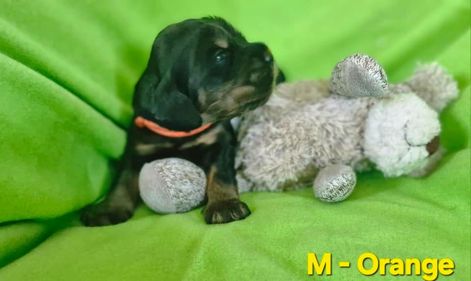 de kerdero - Chiots disponibles - Cocker Spaniel Anglais