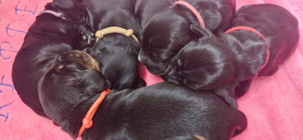 de kerdero - Chiots disponibles - Cocker Spaniel Anglais