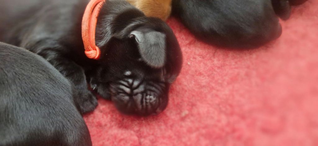 de kerdero - Chiots disponibles - Cocker Spaniel Anglais