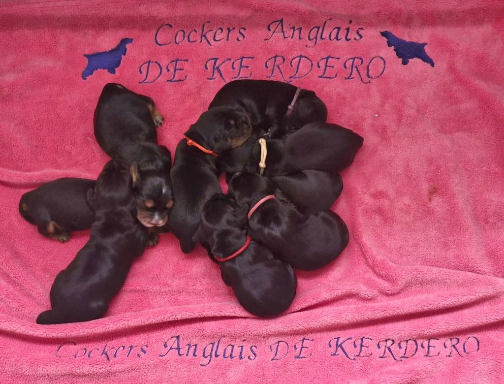 de kerdero - Chiots disponibles - Cocker Spaniel Anglais