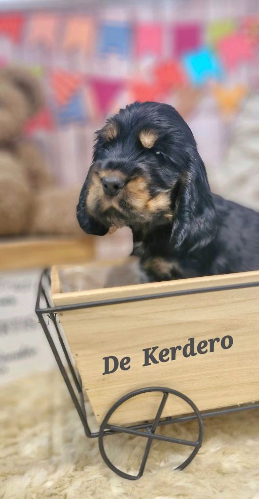 de kerdero - Chiots disponibles - Cocker Spaniel Anglais
