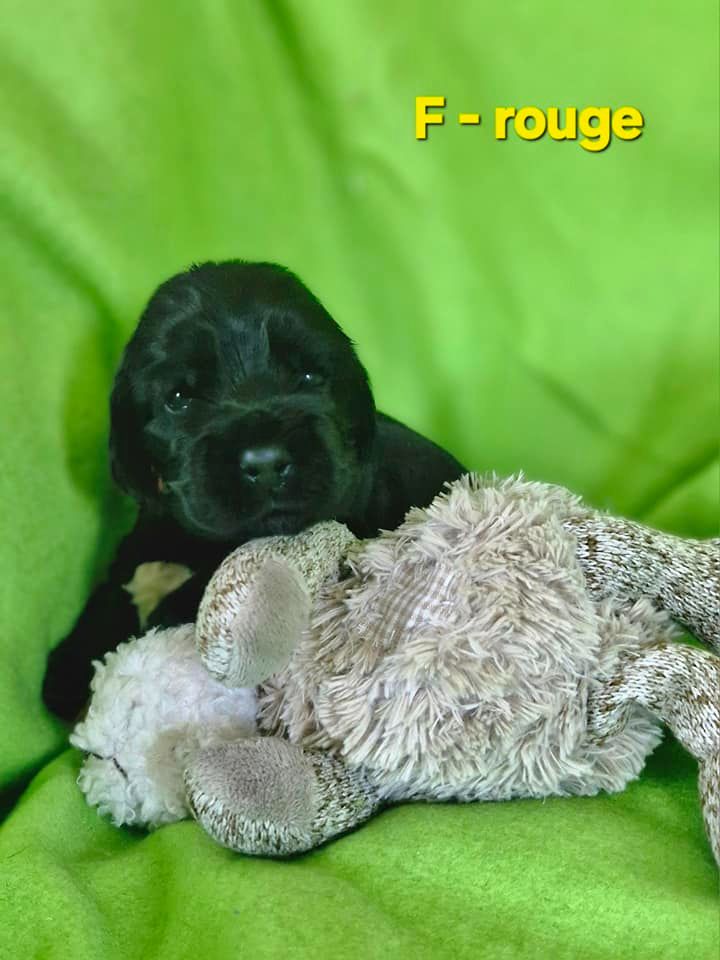 de kerdero - Chiots disponibles - Cocker Spaniel Anglais
