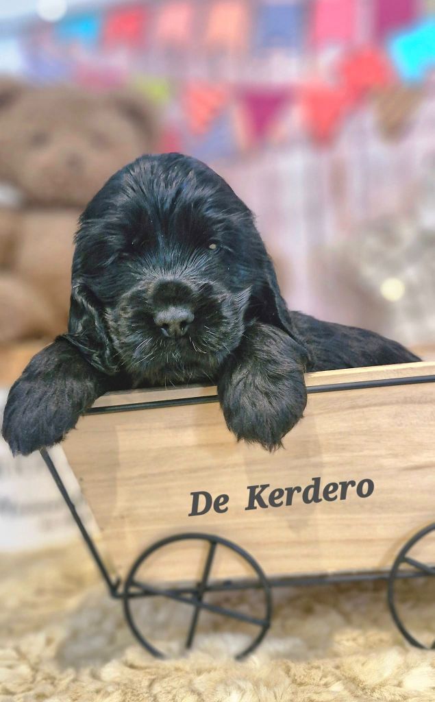 de kerdero - Chiots disponibles - Cocker Spaniel Anglais