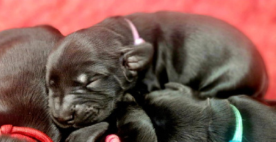 CHIOT