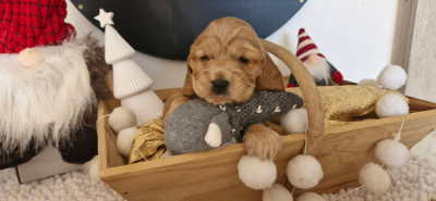 AMANN QUEEN DE KERDERO dite ALBA