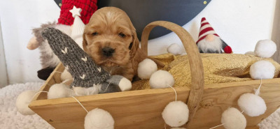 ABBIE CHERIE DE KERDERO