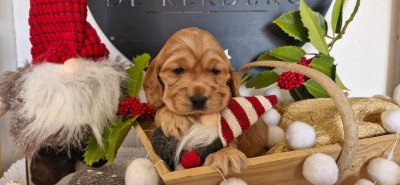 ANGELINA JOLIE DE KERDERO dite AYA