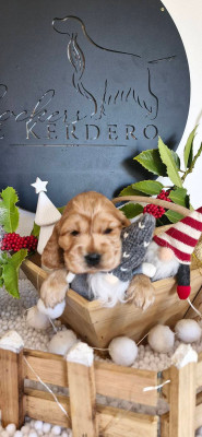 ALI BABA DE KERDERO dit ARTHUS