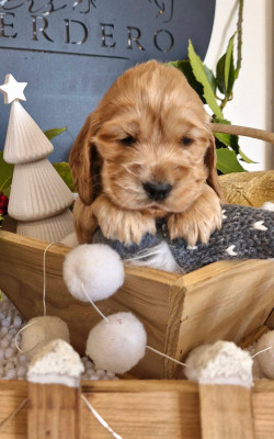 A L'AISE BREIZH DE KERDERO dit Arnold