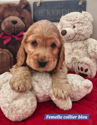 A LA FOLIE DE KERDERO DITE Arlette