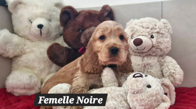 ATTRAPE REVE DE KERDERO dite Appye