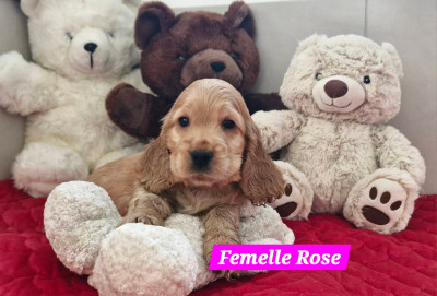 AFTER EIGHT DE KERDERO dite Australe