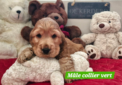 APERO TIME DE KERDERO dit Achille