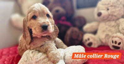 ARC-EN-CIEL DE KERDERO dit Argann