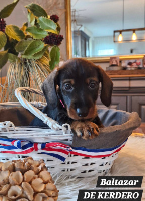 Baltazar DE KERDERO dit Balty