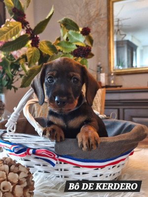 Bô DE KERDERO dit Poppy