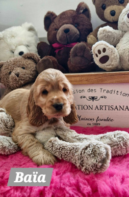 Baby Doll DE KERDERO dite Baïa