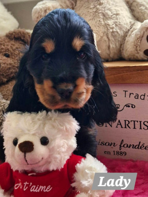 Bois des Iles DE KERDERO dite Lady alias Crackig