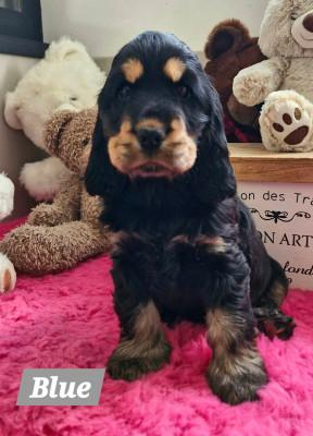 Belle de Minuit DE KERDERO dite Blue