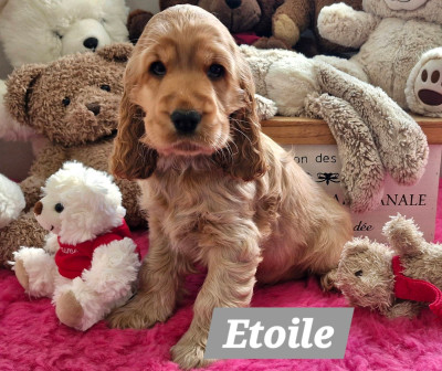 Brit Red DE KERDERO dit Etoile