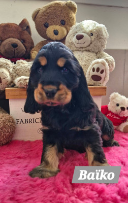 Burberry Of London DE KERDERO dit Baïko