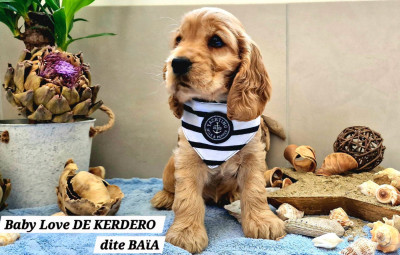 Baby Love DE KERDERO dite Baïa