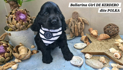 Ballarina Girl DE KERDERO dite POLKA