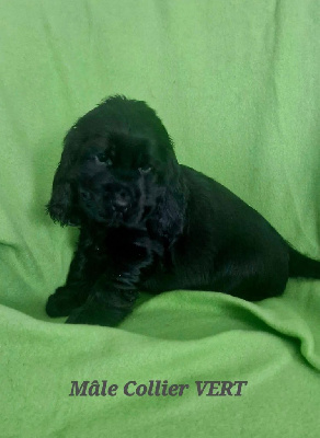 CHIOT